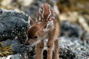 Newborn-deer-makes-squeaking-n